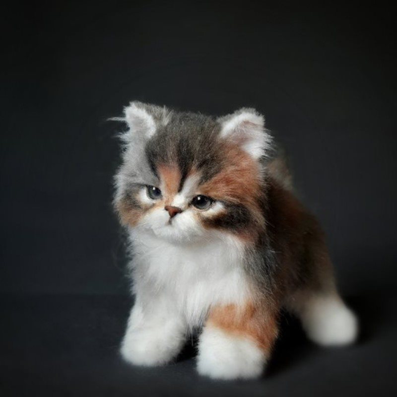 COMPANION PET CAT