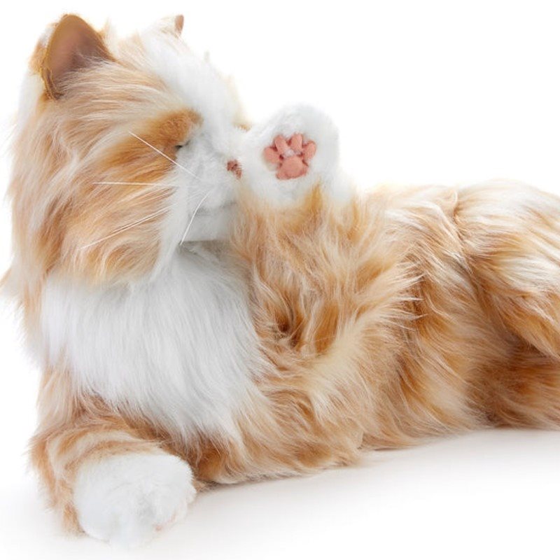 COMPANION PET CAT